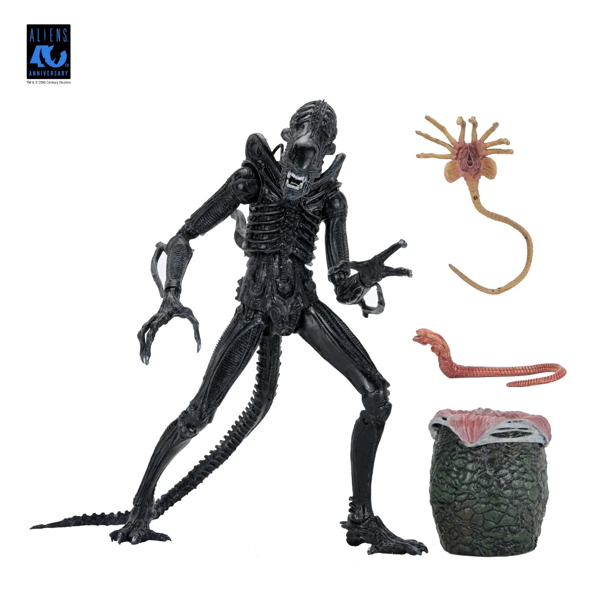 Xenomorph Warrior Black Ultimate figurine Aliens 1986 Neca 23 cm 634482517963 kingdom-figurine (1) Xenomorph Warrior Black Ultimate figurine Aliens 1986 Neca 23 cm 634482517963 kingdom-figurine (1)