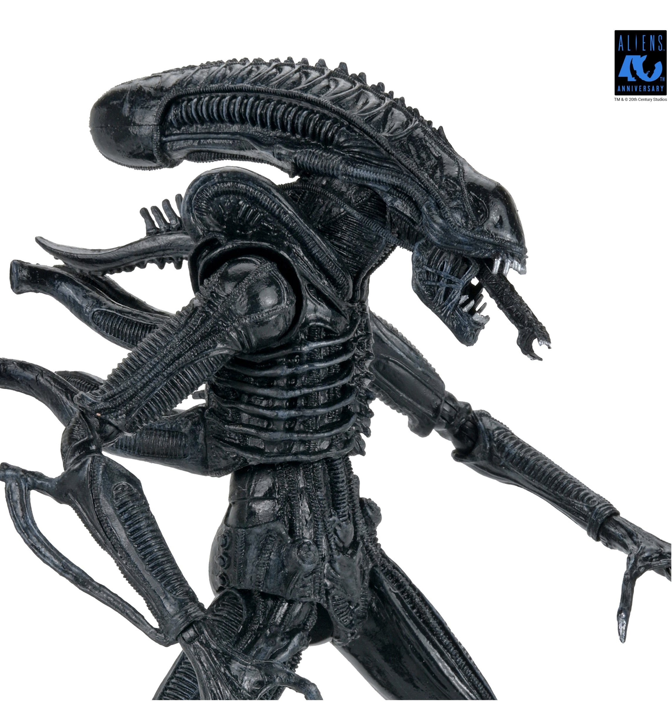 Xenomorph Warrior Black Ultimate figurine Aliens 1986 Neca 23 cm 634482517963 kingdom-figurine (4) Xenomorph Warrior Black Ultimate figurine Aliens 1986 Neca 23 cm 634482517963 kingdom-figurine (4)
