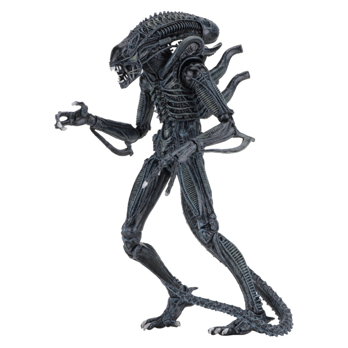 Xenomorph Warrior Blue Ultimate figurine Aliens 1986 Neca 23 cm 634482516478 kingdom-figurine (3) Xenomorph Warrior Blue Ultimate figurine Aliens 1986 Neca 23 cm 634482516478 kingdom-figurine (3)