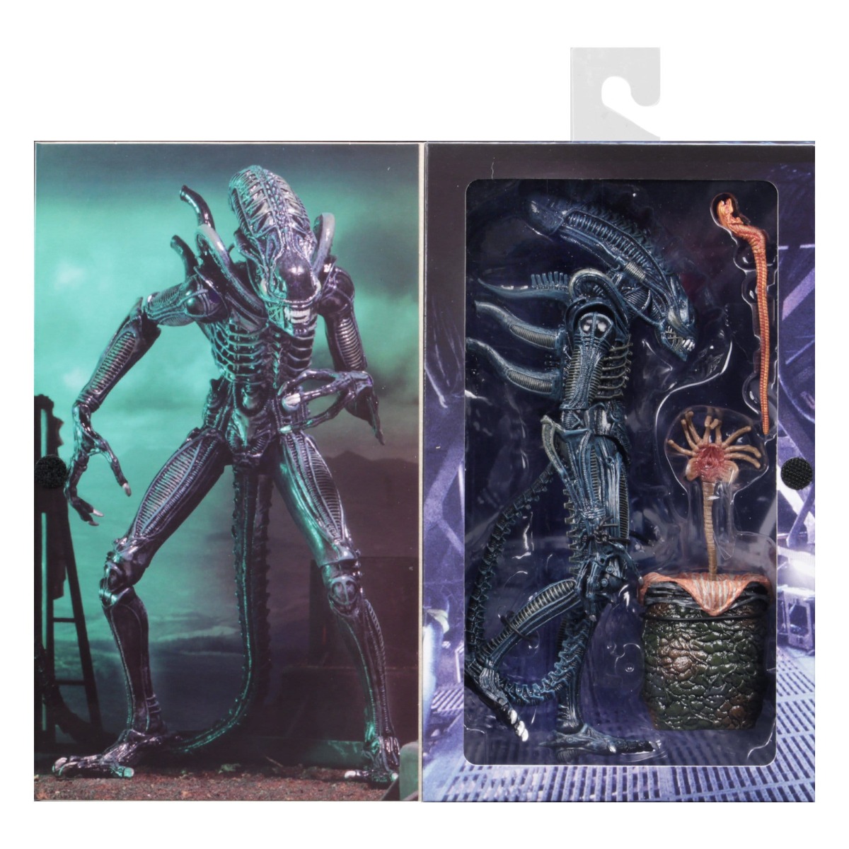 Xenomorph Warrior Blue Ultimate figurine Aliens 1986 Neca 23 cm 634482516478 kingdom-figurine (8) Xenomorph Warrior Blue Ultimate figurine Aliens 1986 Neca 23 cm 634482516478 kingdom-figurine (8)